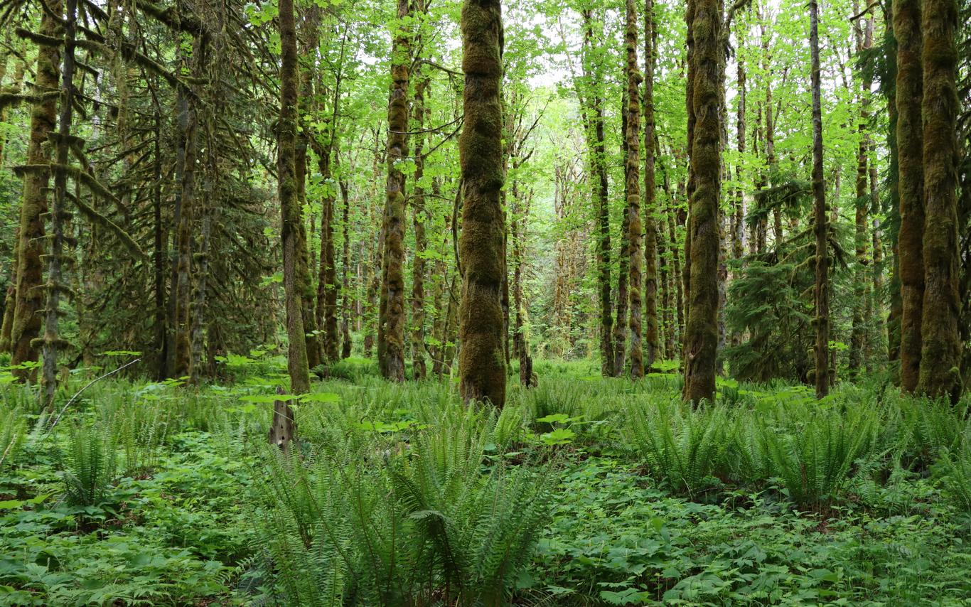 Trees